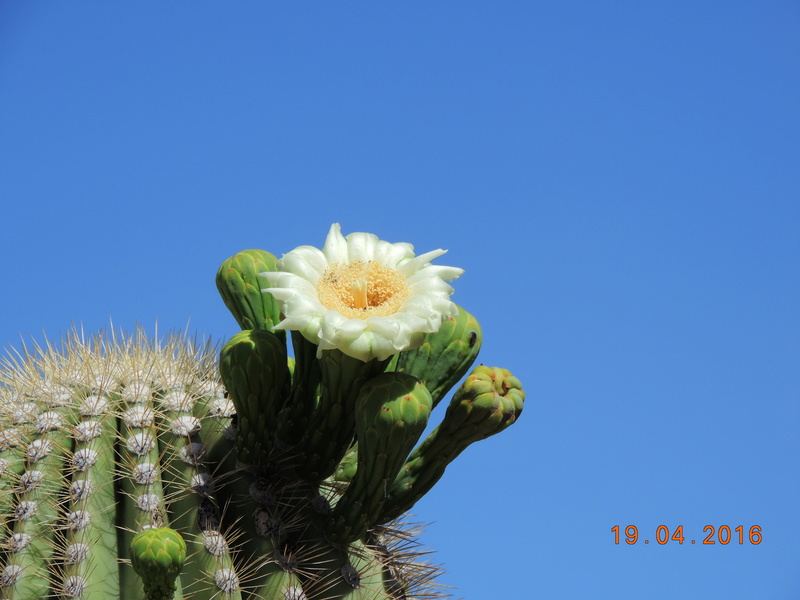 Cacti and Sukkulent in Köln, every day new flowers in the greenhouse Part 152 Bild_729