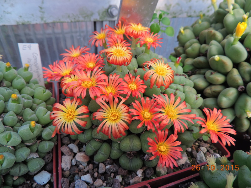 Cacti and Sukkulent in Köln, every day new flowers in the greenhouse Part 153 Bild_778