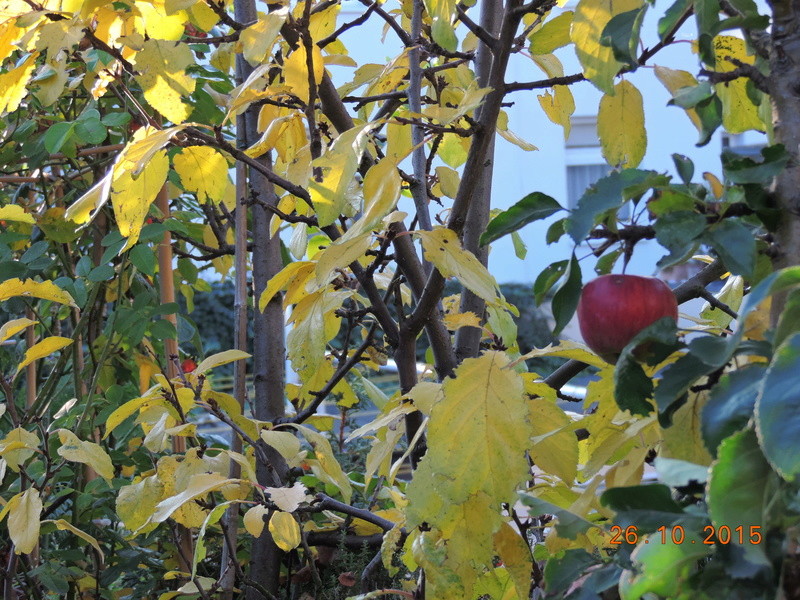 Cacti and Sukkulent in Köln, every day new flowers in the greenhouse Part 153 Bild_823