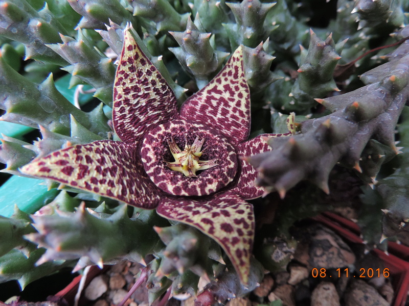 Cacti and Sukkulent in Köln, every day new flowers in the greenhouse Part 153 Bild_828