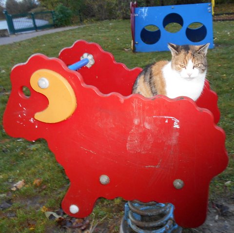 Miss Piggy/Etoile cherche une famille d'accueil --> est retournée à sa vie de chatte libre, sous l'oeil bienveillant de Pauline et Catherine Dscn0510