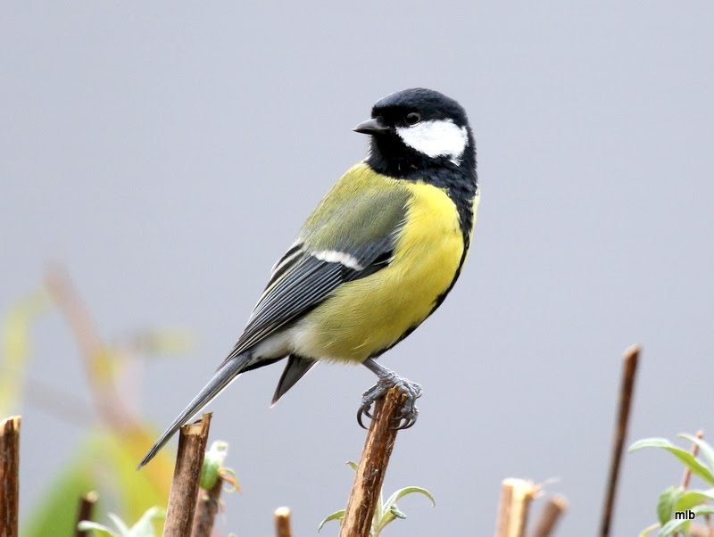 De nouveaux visiteurs au jardin Mysang18