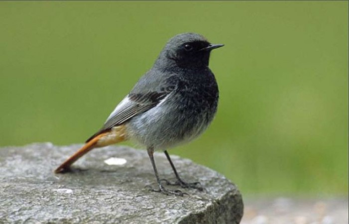 De nouveaux visiteurs au jardin Rouge_14