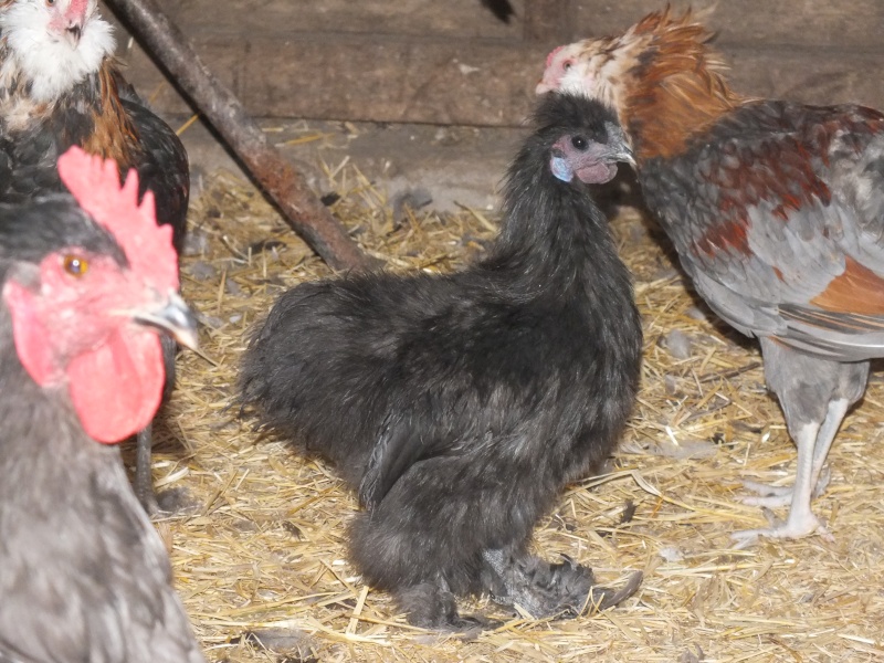 Black Silkie Pairs for sale (Maple Creek ~ Delivery available to other areas) Dscf3410