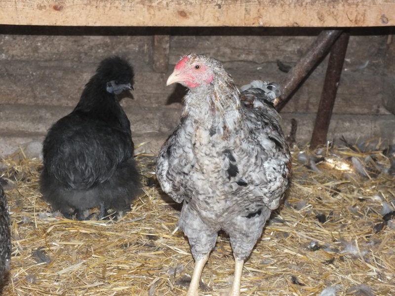 Black Silkie Pairs for sale (Maple Creek ~ Delivery available to other areas) Dscf3411