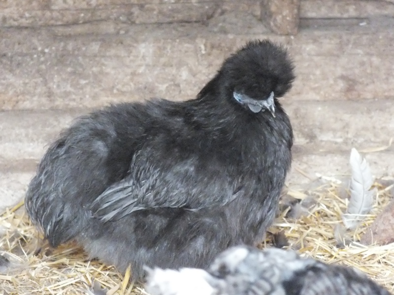 Black Silkie Pairs for sale (Maple Creek ~ Delivery available to other areas) Dscf3412
