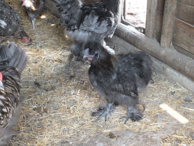 Black Silkie Pairs for sale (Maple Creek ~ Delivery available to other areas) Dscf3413