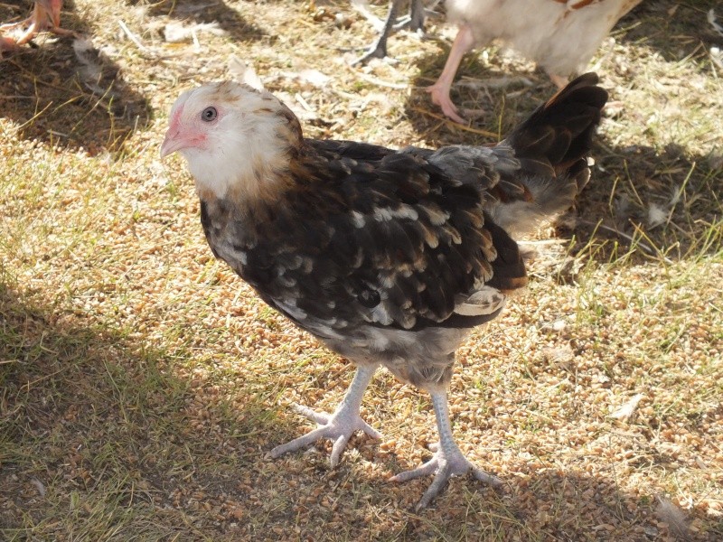 Young Wheaton Ameraucana Pairs for Sale (SOLD) Dscf3414