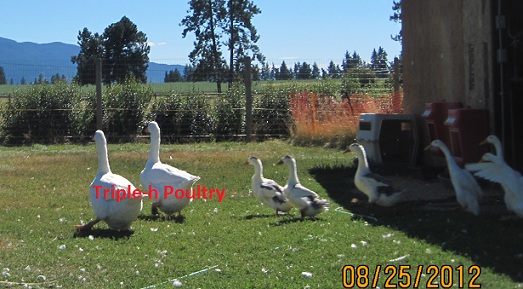 1 Pair of Emden Geese- Pictures added- SOLD Young_15