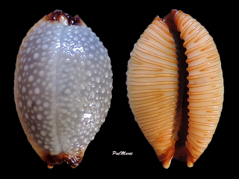 Staphylaea staphylaea consobrina - (Garrett, 1879) Cyp-st14