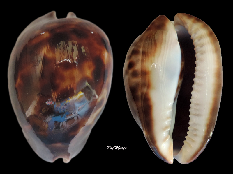 Zoila venusta episema f. sorrentensis - Schilder, 1963 Cyp-ve10