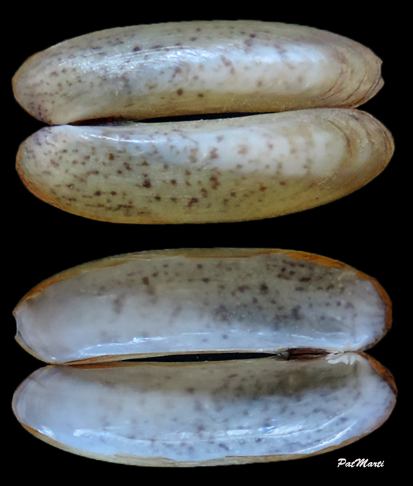 Ensiculus cultellus (Linnaeus, 1758)  Ensicu10