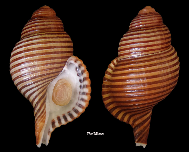 Cymatiidae Gelagna succincta (Linnaeus, 1771)  Gelagn10