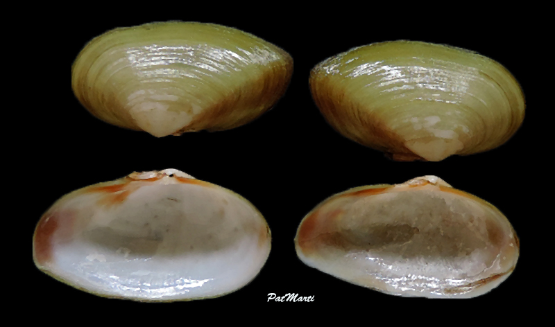 Glauconomidae : Glauconome chinensis - Gray, 1828 Glauco10