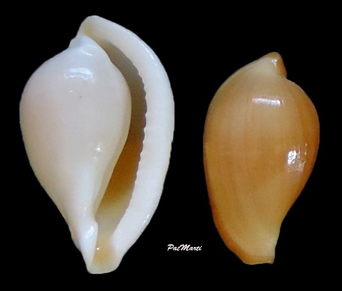 Margovula pyriformis (G.B. Sowerby I, 1828) Margov10
