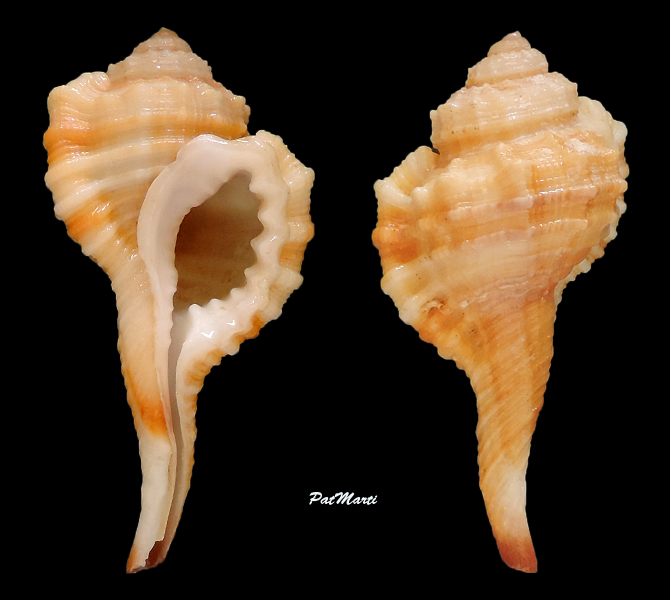 Ranularia gallinago (Reeve, 1844) Ranula11