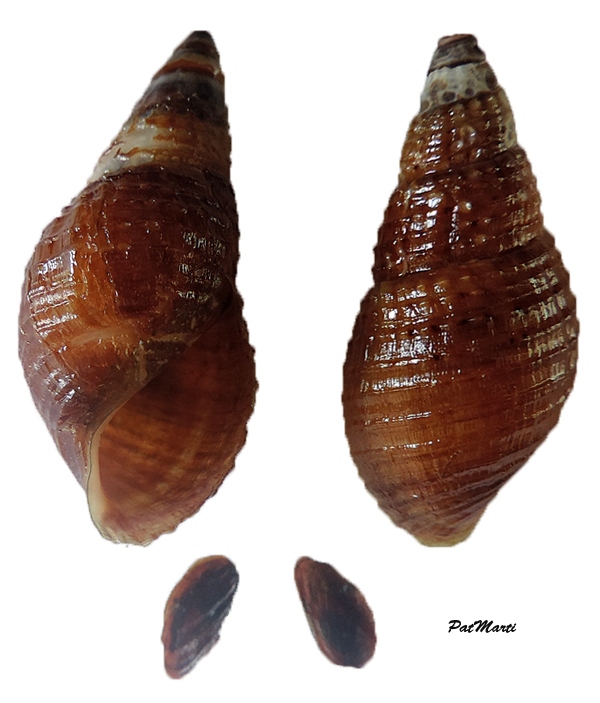 Melanoides tuberculata - (O. F. Müller, 1774) &  Tarebia granifera (Lamarck, 1822) - de Tahiti Sp-t10