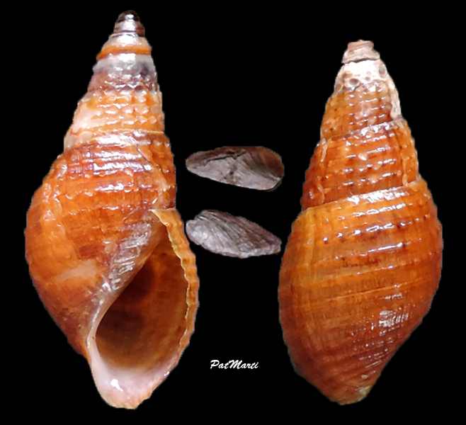 Tarebia granifera - (Lamarck, 1816) - de Guadeloupe Tarebi11