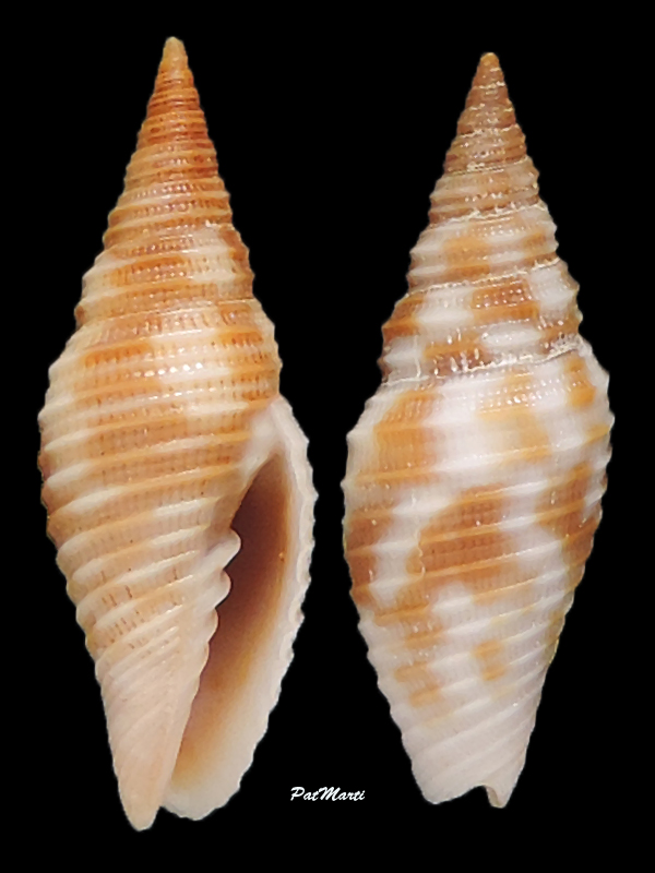 Imbricaria flammea (Quoy & Gaimard, 1833) Ziba-f10