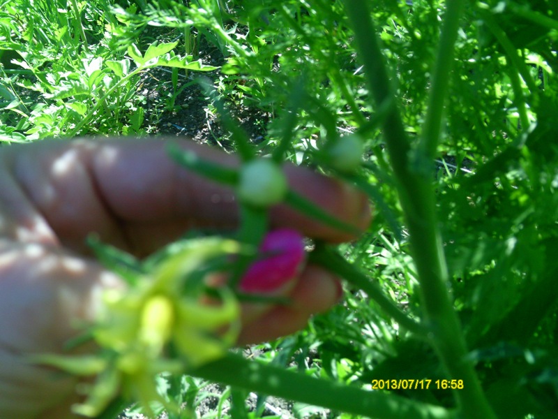 2013 Tomato Tuesday - N&C Midwest - Page 2 Pict0011