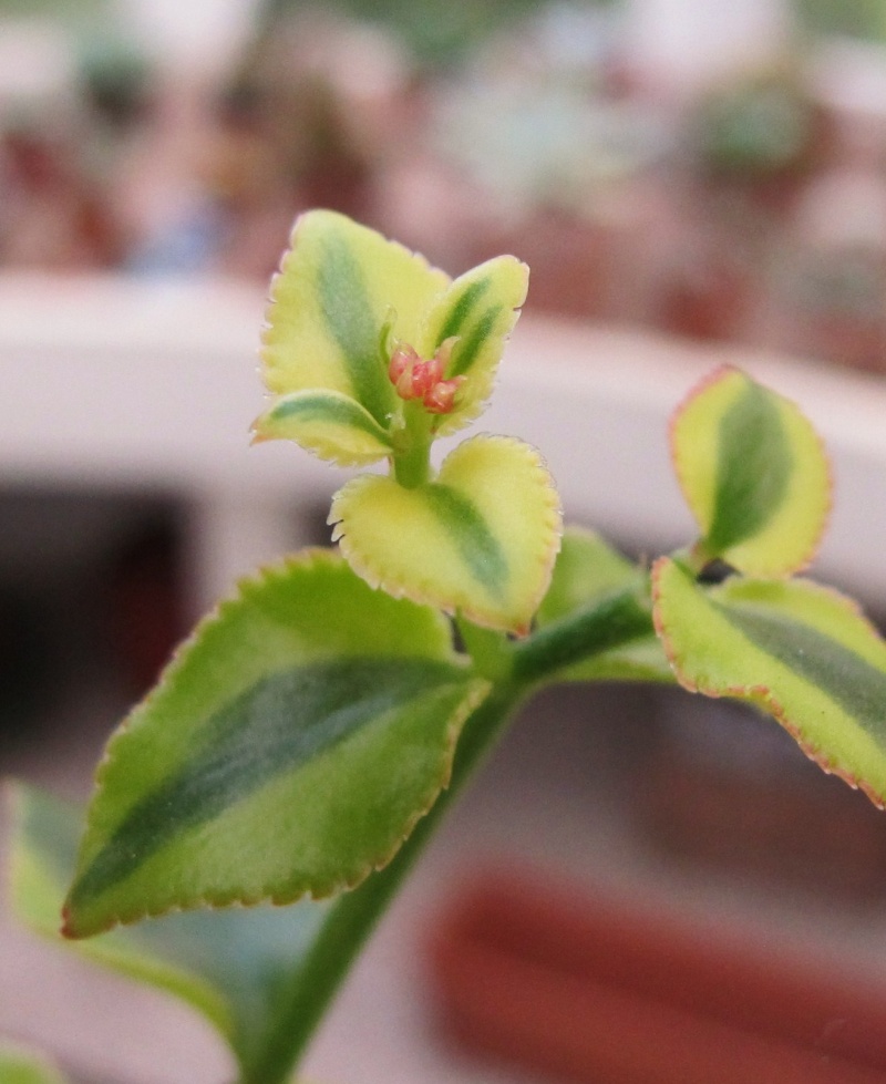 [Crassula sarmentosa f. variegata] Verte et jaune 00811