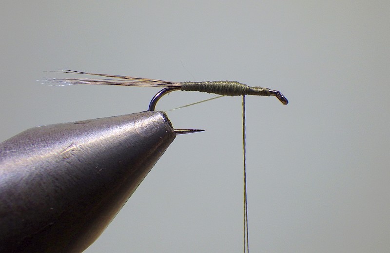 Olive Snowshoe F410