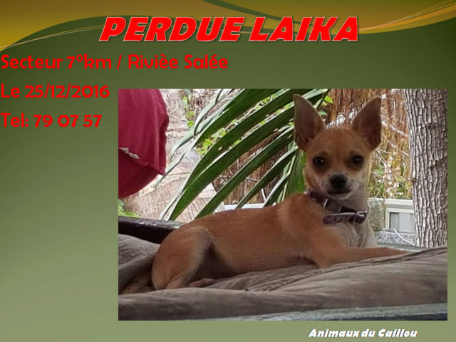 PERDUE LAIKA chihuahua couleur fauve secteur 7°km-Rivière Salée le 25/12/2016 20161101