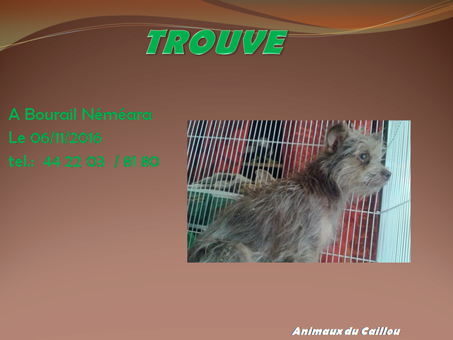 TROUVE chien de petite taille poils longs gris et marron à Bourail le 06/11/2016 20161115