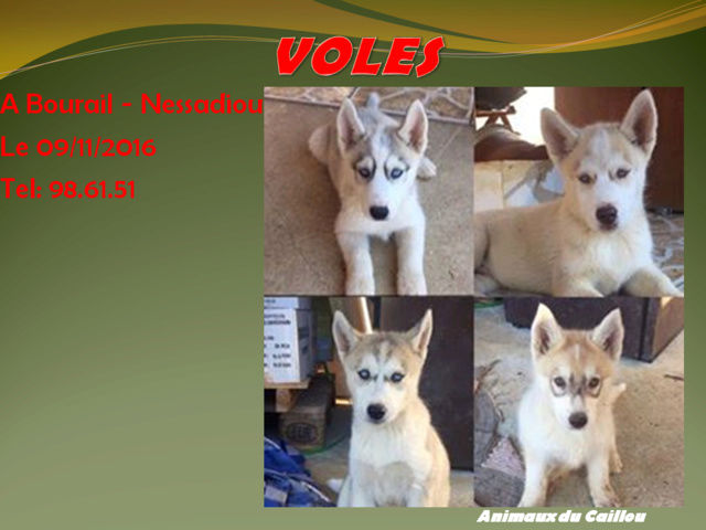 Volés 4 chiots husky A bourail dans le secteur de nessadiou en face du magasin " le djebel" le 21/10/2016 20161121