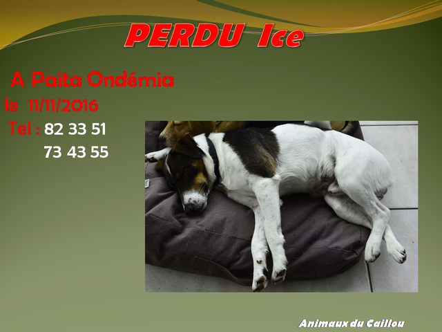 PERDU ICE fox terrier blanc et marron/noir, pucé à ondémia, Paita le 11/11/2016 20161144