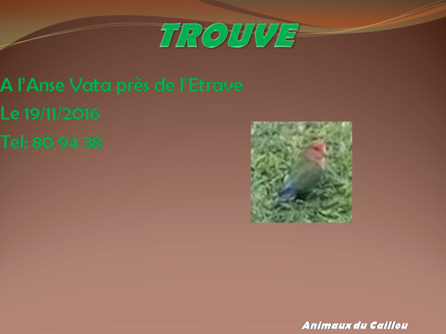 TROUVE oiseau vert rouge et bleu à l'Anse Vata le 19/11/2016 20161152
