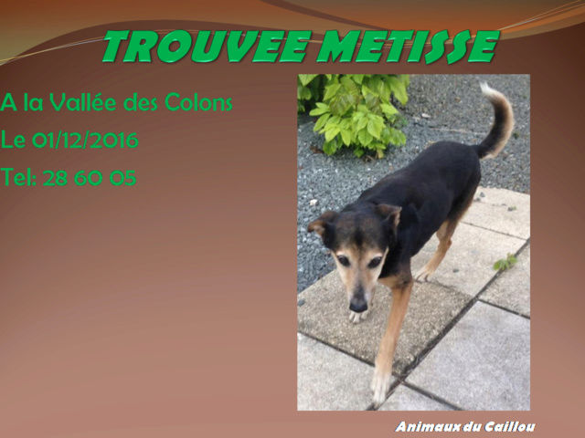 TROUVEE METISSE chienne noire et feu tatouée près de la clinique Magnin, Vallée des Colons le 01/12/2016 20161211