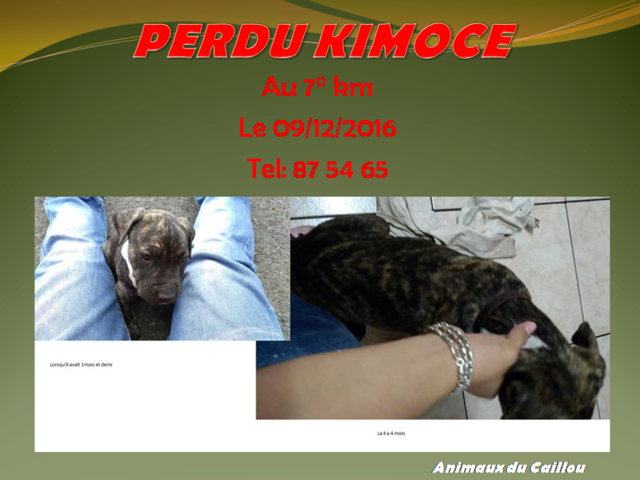 PERDU KIMOCE chiot bringé et blanc de 5 mois au 7° km le 09/12/2016 20161232