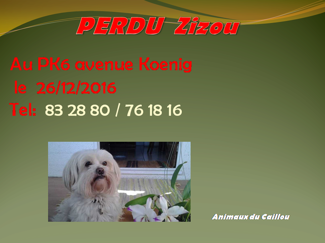 PERDU ZIZOU bichon blanc, collier noir au 6° km le 26/12/2016 20161271