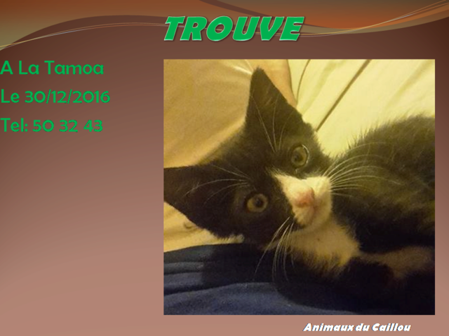 chaton - TROUVE chaton noir et blanc à la Tamoa le 28/12/2016 20161276