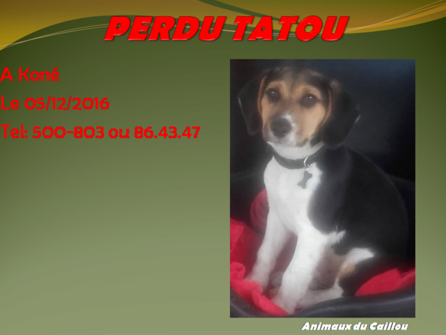 PERDU TATOU chiot croisé beagle blanc fauve et noir de 6 mois à Koné le 05/12/2016 20170148