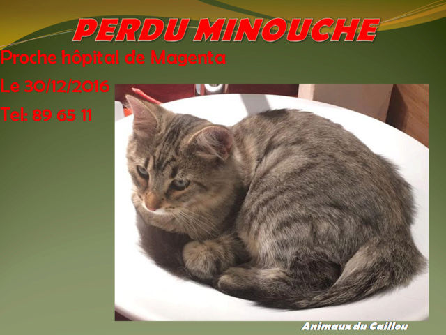 PERDU MINOUCHE chat tigré gris, queue en panache proche hôpital de Magenta le 30/12/2016 20170160
