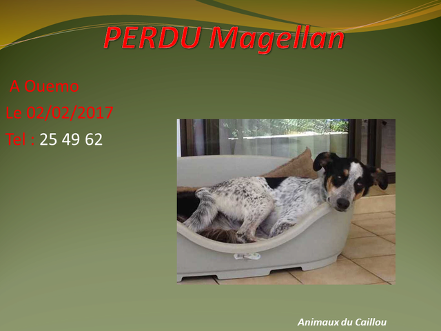 PERDU MAGELLAN croisé chien bleu à Magenta Ouémo le 01/02/2017 20170211