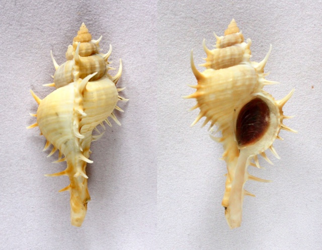 Vokesimurex bobyini (Kosuge, 1983)  Panora10