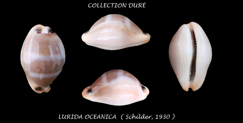 Luria lurida oceanica F. A. Schilder, 1930 Panora40