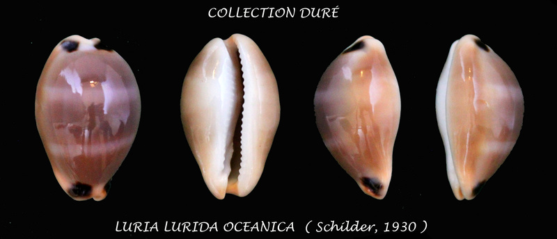 Luria lurida oceanica F. A. Schilder, 1930 Panora41