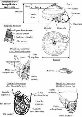 livres - Livres Mollusques terrestres Pres0410