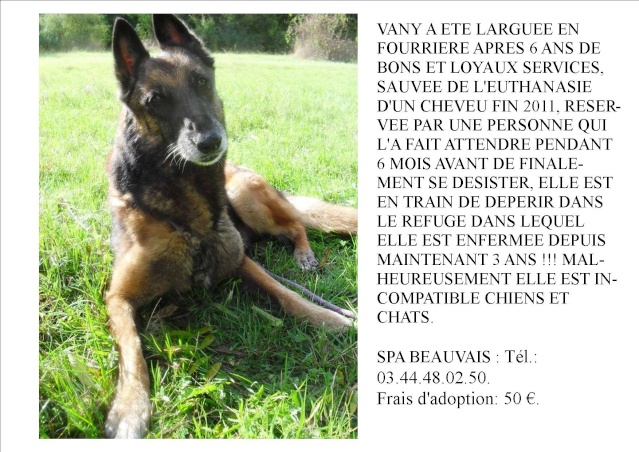 VANY Type berger belge Malinoise 7 ans (60)  - Page 3 Vany_b12