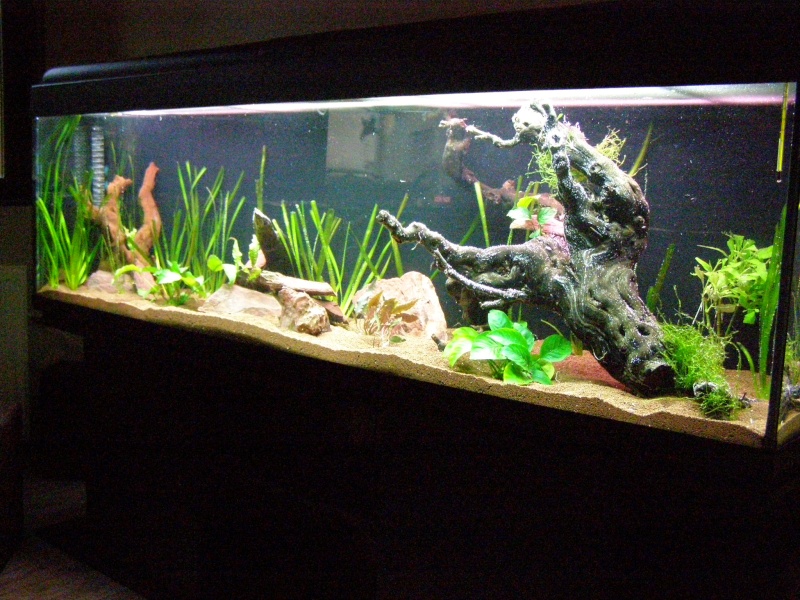 Mon tout premier aquarium 600 litres communautaires - Page 2 Pa248011