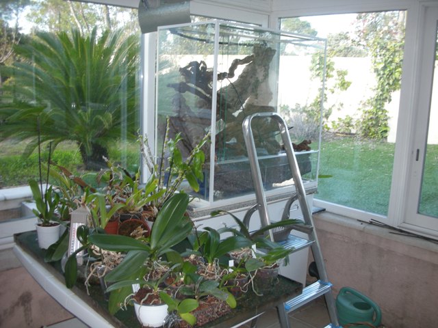 mon orchidarium en cours de montage Forum_26