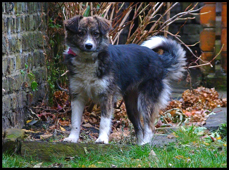 FLEUR - jeune femelle - née environ janvier 2015 - (REMEMBER ME LAND) EN FA CHEZ Marine (Belgique) - adoptée par Béatrice (depart83) Dsc05424