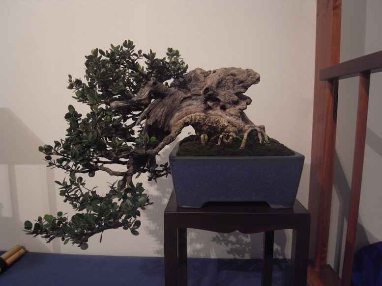 mostra bonsai a bergamo A1110