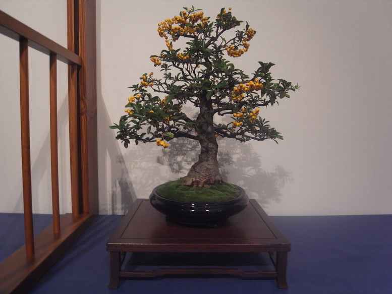 mostra bonsai a bergamo A210