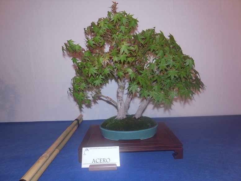 mostra bonsai a bergamo A610