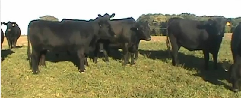 Keeney Angus 50TH Angus Anniversary Bull and Heifer Sale, Nov 10, 2012 Image110